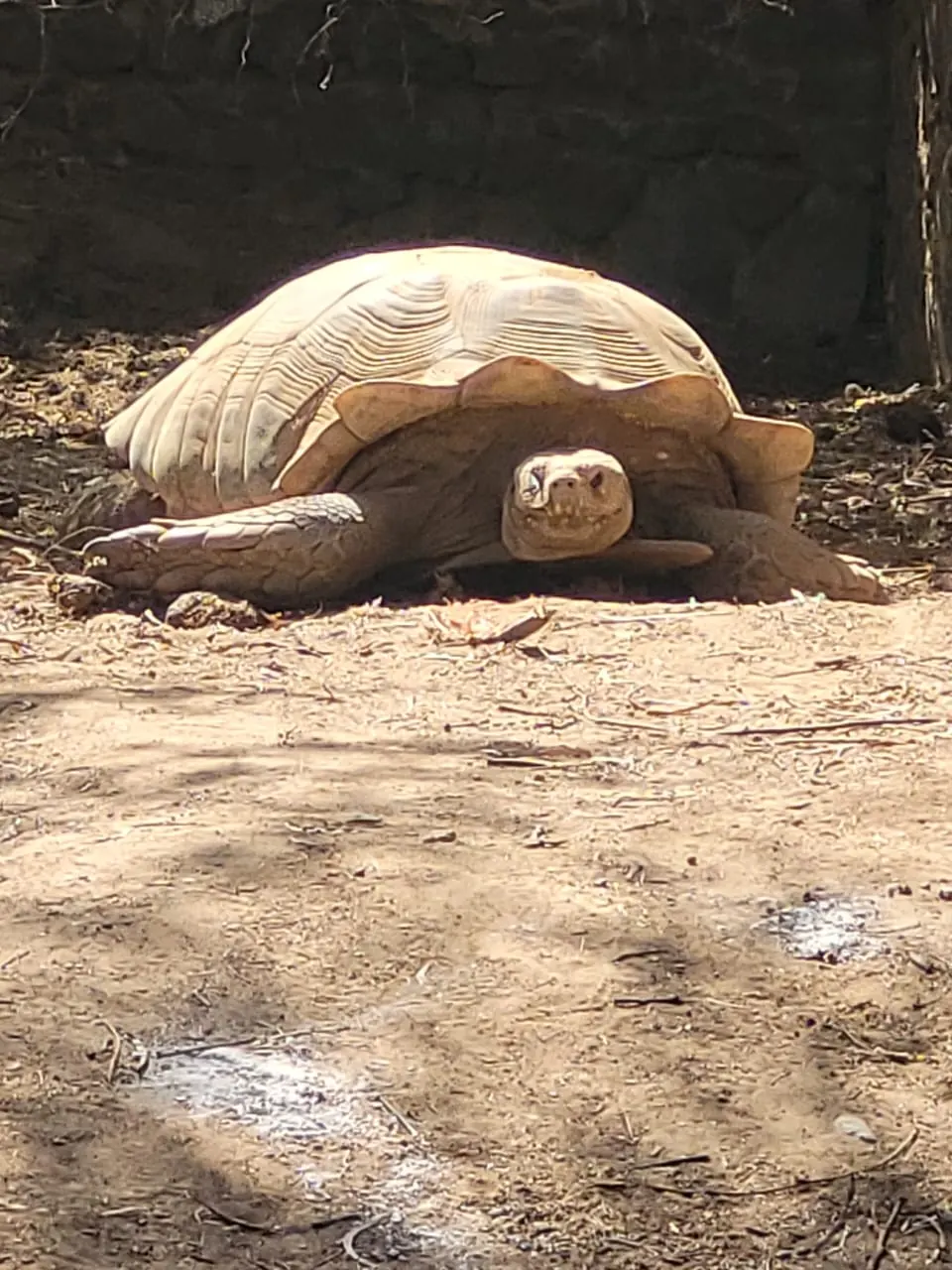 Tortuga gigante en Bandia