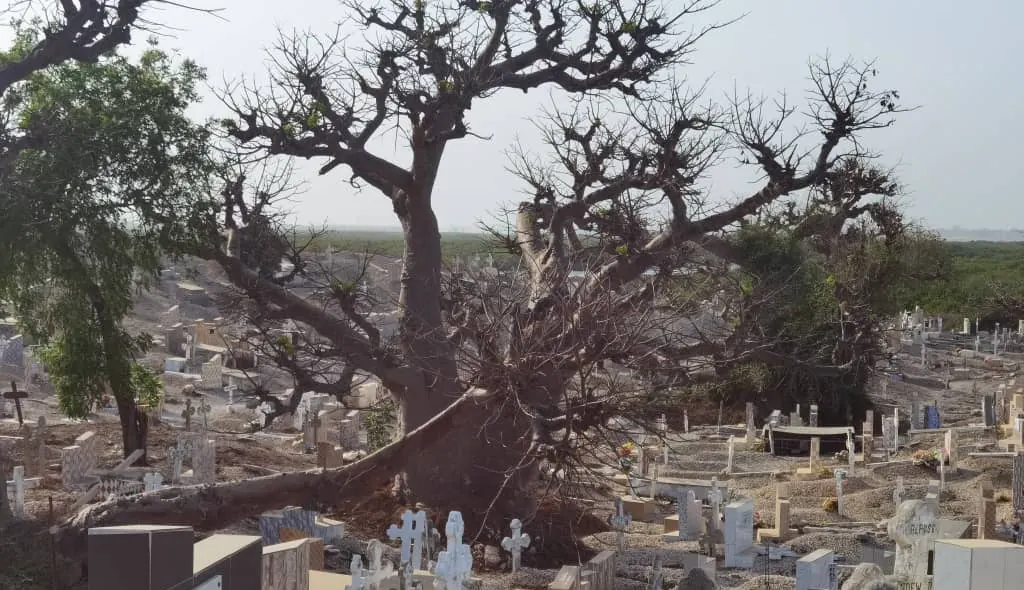 Shell cemetery and baobab in Fadiouth