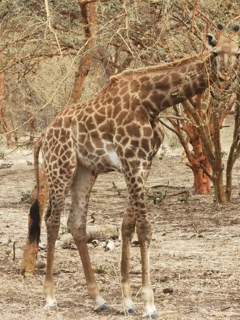 Girafe dans la réserve de Bandia