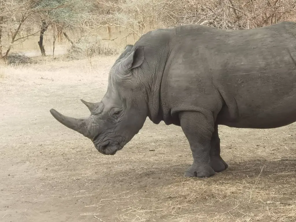 Rhinocéros dans la réserve de Bandia