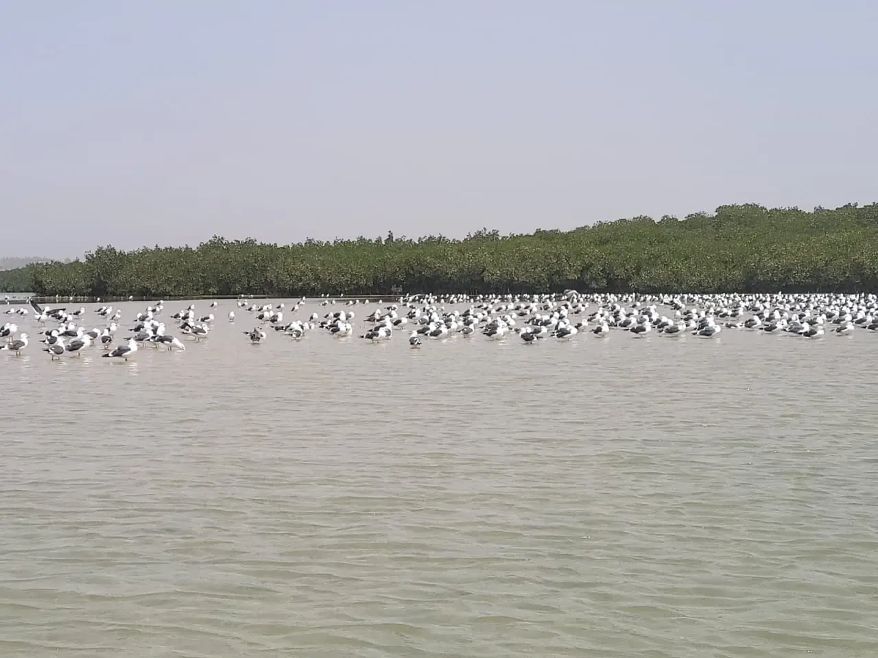 Oiseaux dans la mangrove de la Somone