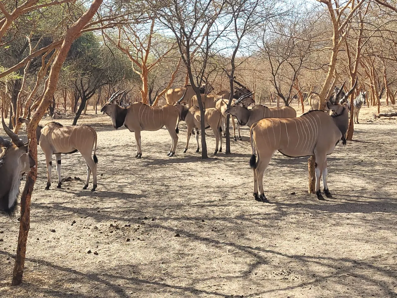 Elands en la sabana de Bandia