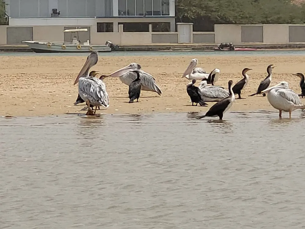 Pélicans sur la lagune de la Somone