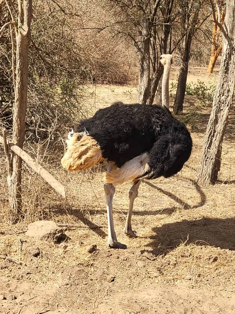 Avestruz en la reserva de Bandia